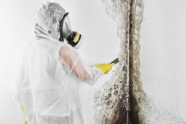 Best Kitchen Mold Remediation in North Newton, KS