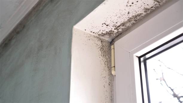 Best Basement Mold Remediation in North Newton, KS