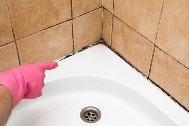 Best Preventive Mold Services in North Newton, KS